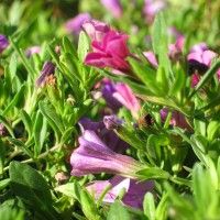 מצות אהבת ישראל – אהבה שאינה תלויה בדבר